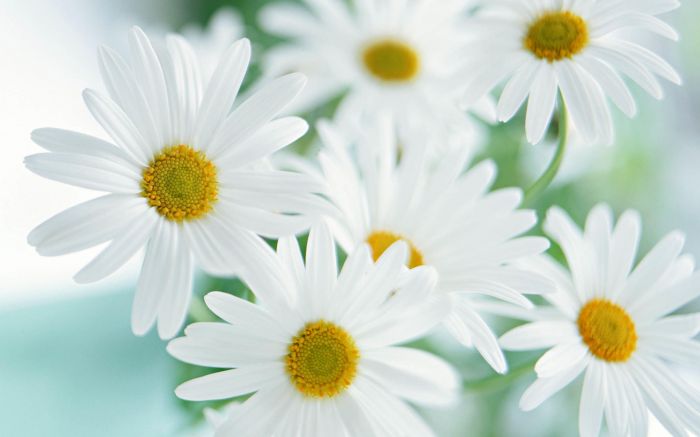 羰ֽ ѡΨֲΨͼƬֽ5