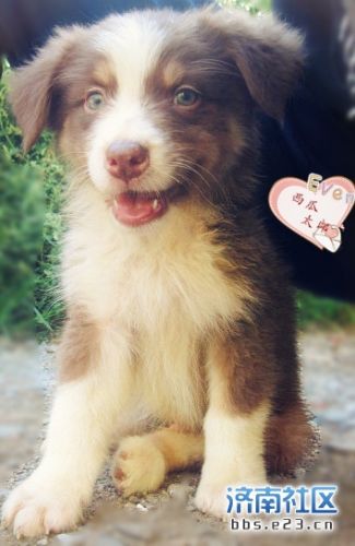 007Ļɱpps Ӱ007Ļɱ(˫)