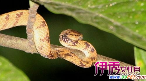 ߴս֮Ů ֮͡լ  ߴս νʱ 150423