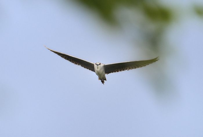 ྵԻʵӰ_ͷСȦԻʵӰ